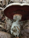 Caloboletus firmus image