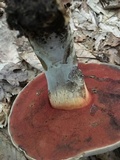 Caloboletus firmus image