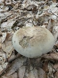 Caloboletus firmus image