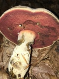 Caloboletus firmus image