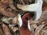 Caloboletus firmus image