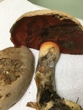 Caloboletus firmus image
