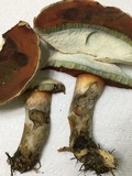 Caloboletus firmus image