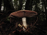 Agaricus hondensis image