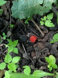 Sarcoscypha occidentalis image