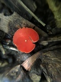 Sarcoscypha occidentalis image