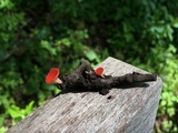 Sarcoscypha occidentalis image