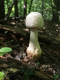 Amanita daucipes image