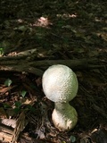 Amanita daucipes image