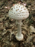 Amanita subcokeri image