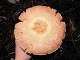 Agaricus hondensis image