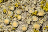 Lecanora confusa image