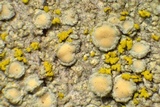 Lecanora confusa image