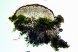 Lecanora confusa image