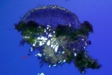 Lecanora confusa image
