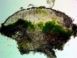 Lecanora confusa image