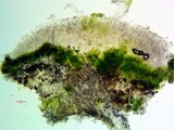 Lecanora confusa image