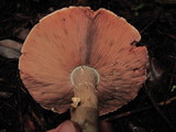 Agaricus hondensis image