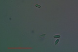 Lecanora confusa image