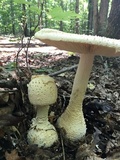 Amanita daucipes image