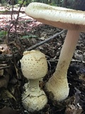 Amanita daucipes image