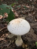 Amanita daucipes image