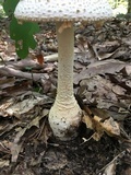 Amanita daucipes image