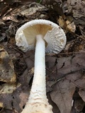 Amanita daucipes image