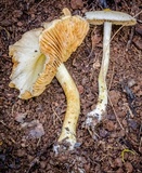 Cortinarius rotundisporus image