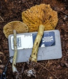 Cortinarius rotundisporus image