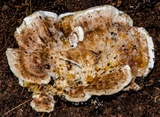 Ryvardenia campyla image