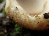 Russula crustosa image