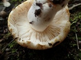 Russula crustosa image