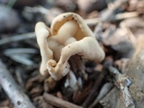 Helvella crispa image