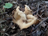 Helvella crispa image