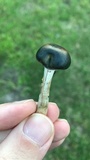 Psilocybe subaeruginosa image