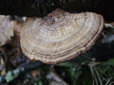 Daedaleopsis septentrionalis image