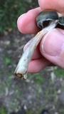 Psilocybe subaeruginosa image