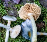 Cortinarius rotundisporus image