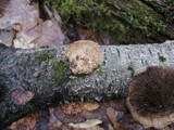 Daedaleopsis septentrionalis image