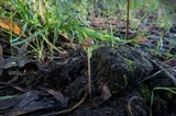 Psilocybe alutacea image