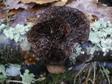 Daedaleopsis septentrionalis image