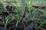 Psilocybe alutacea image