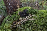 Psilocybe alutacea image