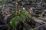Psilocybe alutacea image