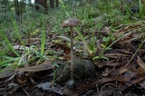 Psilocybe alutacea image