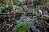Psilocybe alutacea image