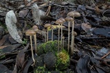 Psilocybe alutacea image