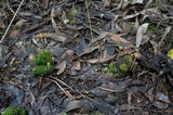 Psilocybe alutacea image