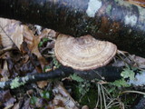 Daedaleopsis septentrionalis image